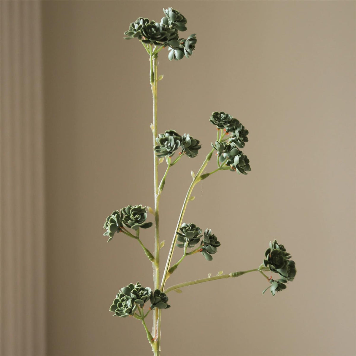 Dark Green Succulent stem