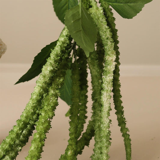 Green three forks Amaranthus Flower