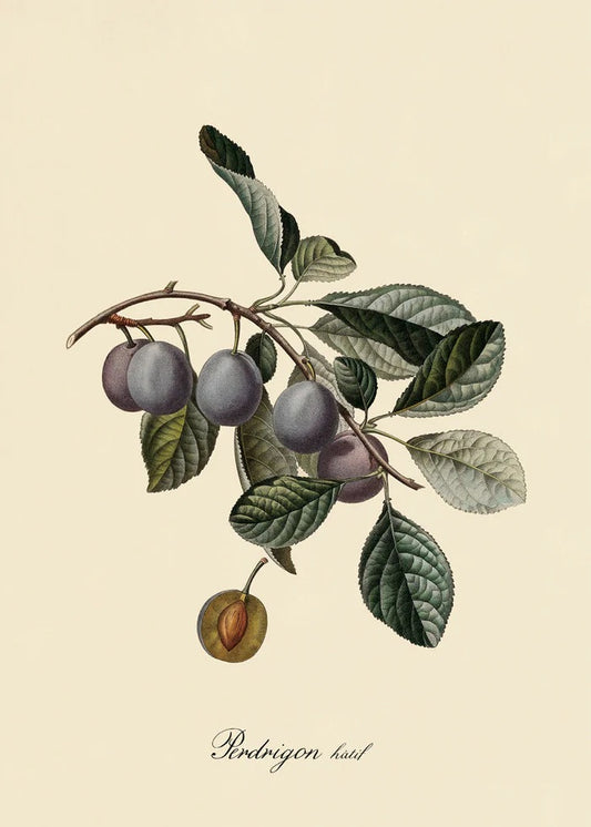 Perdrigon Hâtif 30x40, eikeramme