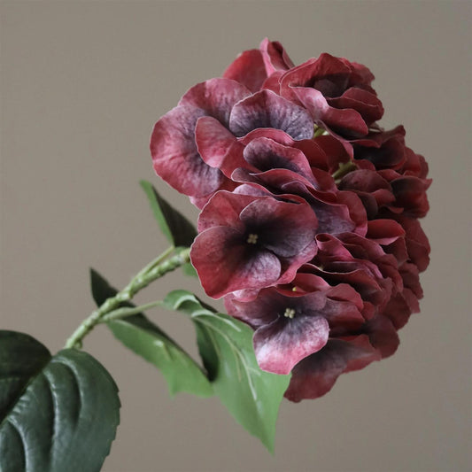 Burgundy hydrangea flower
