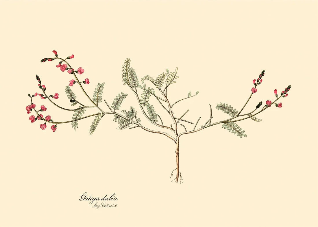 Galega Dubia - 50x70 eikeramme