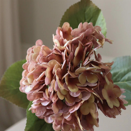 Rose hydrangea flower