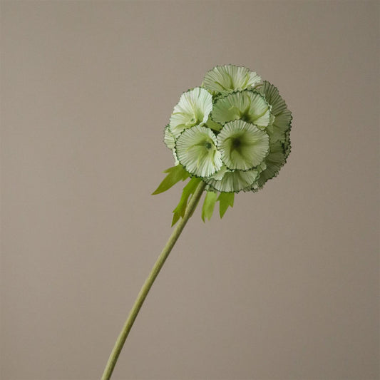 Light Green Scabiosa Seed pod flower
