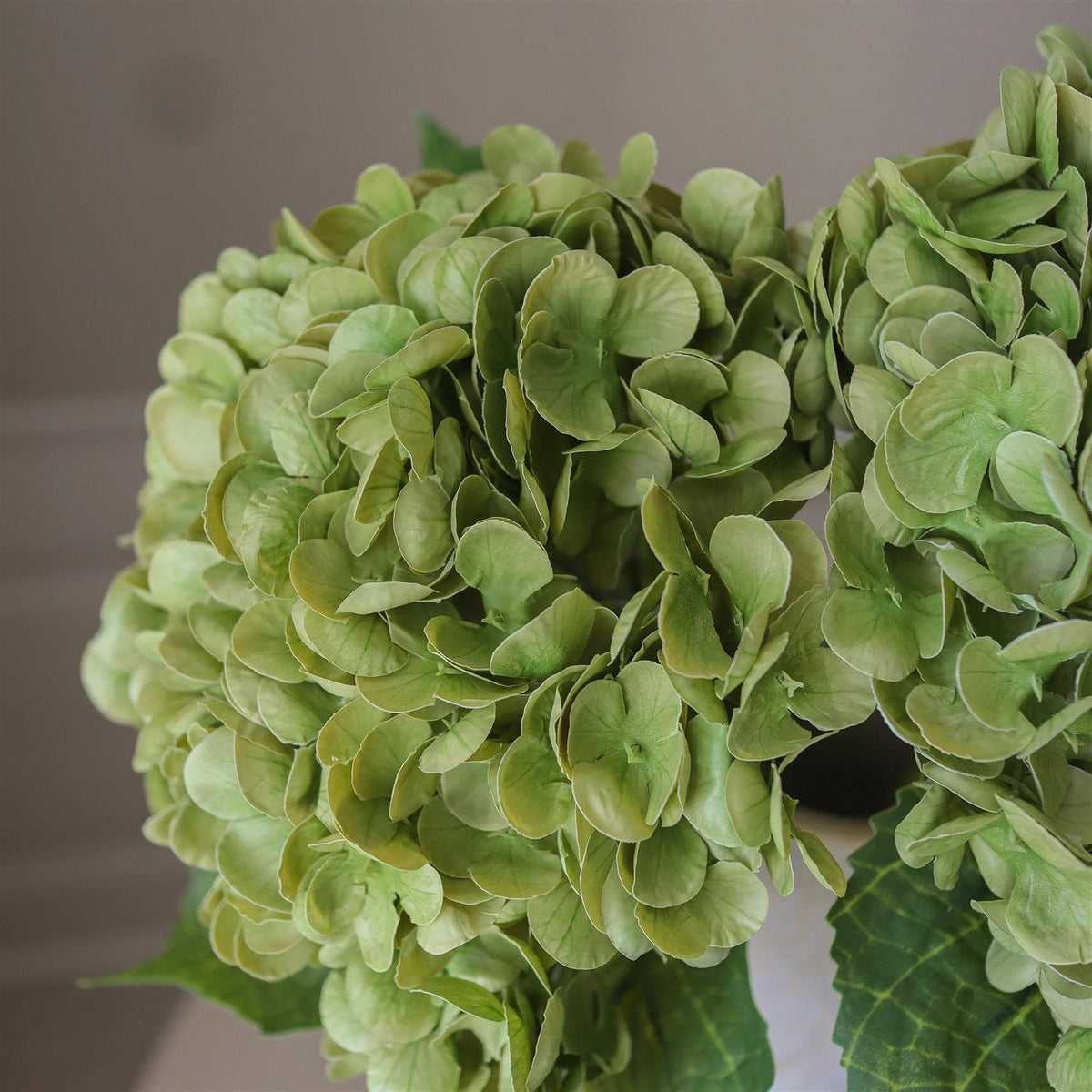 Moss green hydrangea flower