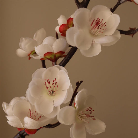 White plum blossom branch