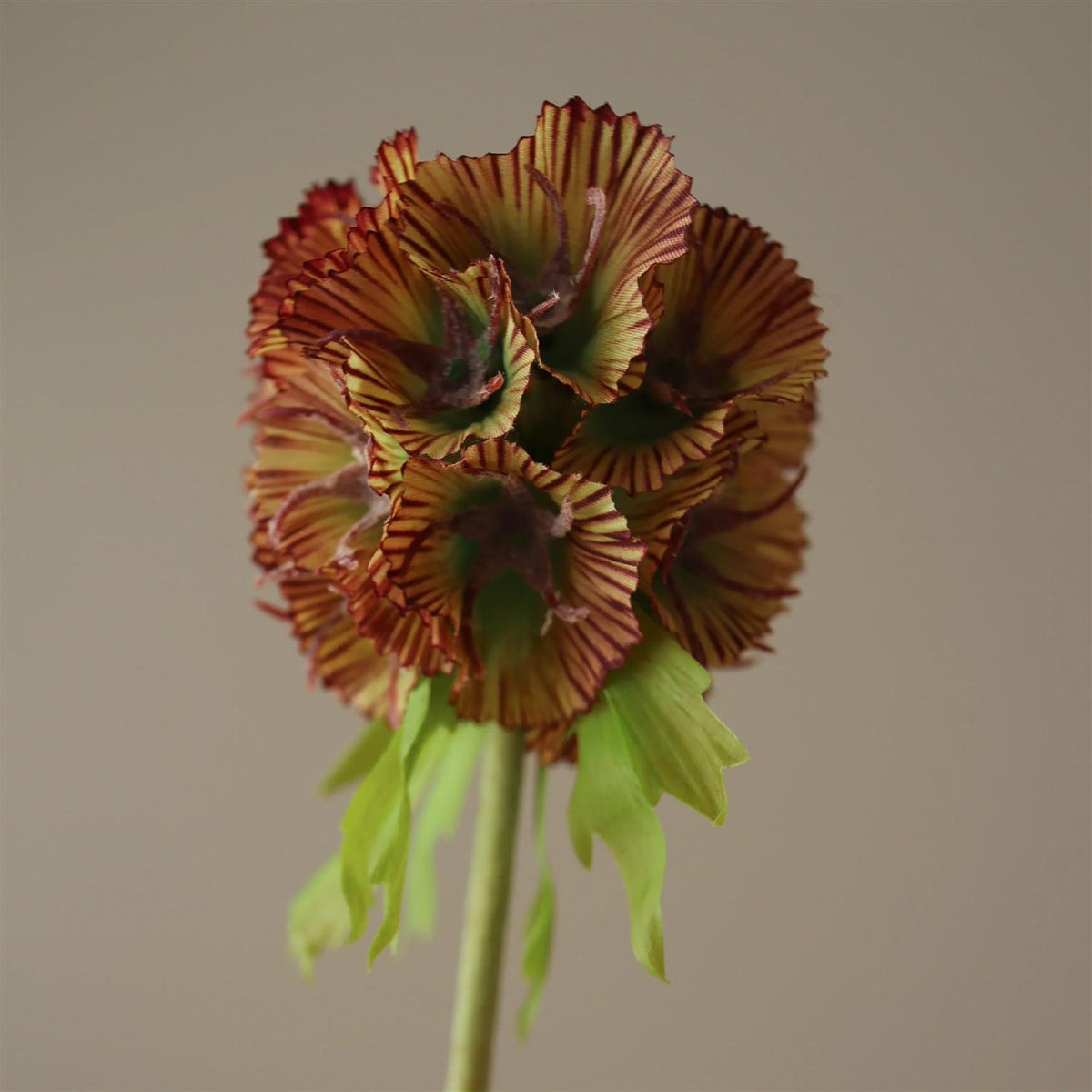 Purple Scabiosa Seed pod flower