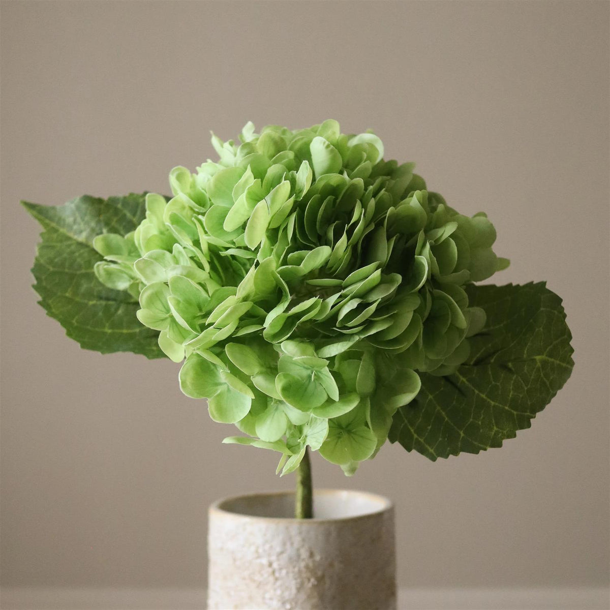 Green hydrangea flower