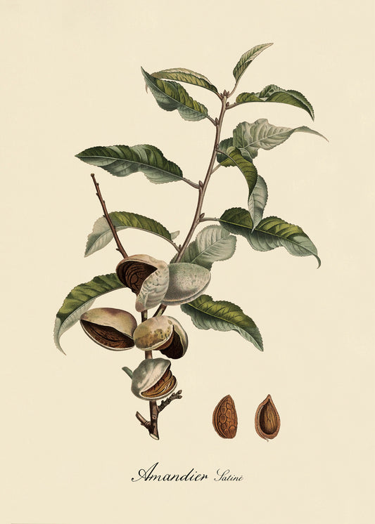 Amandier Satiné