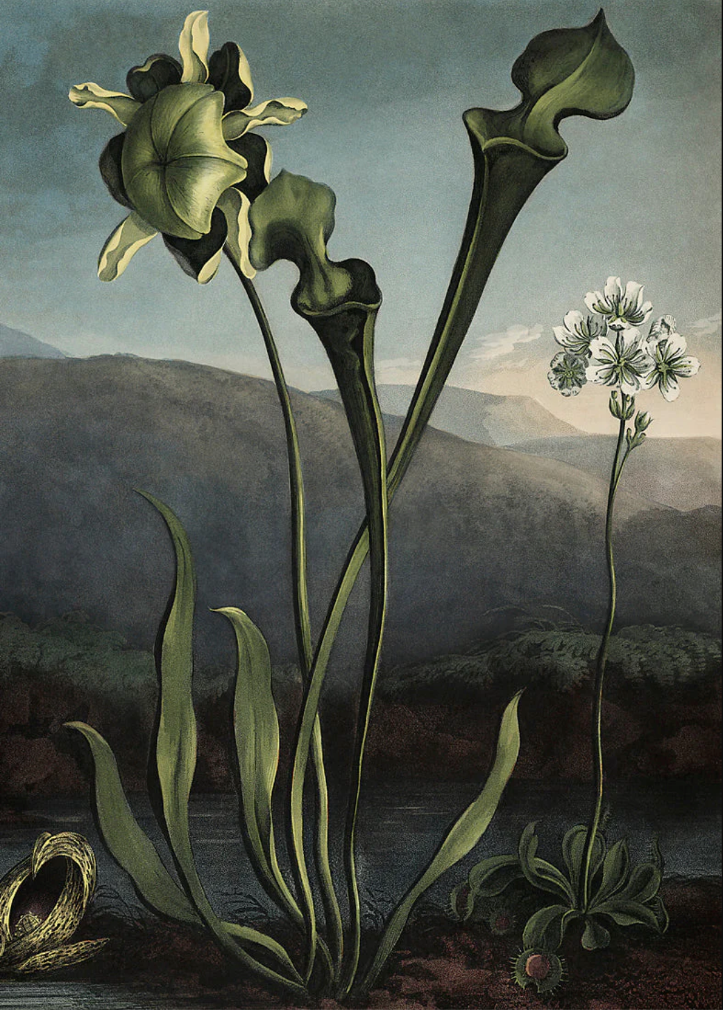 Savage Garden - 70x100 eikeramme