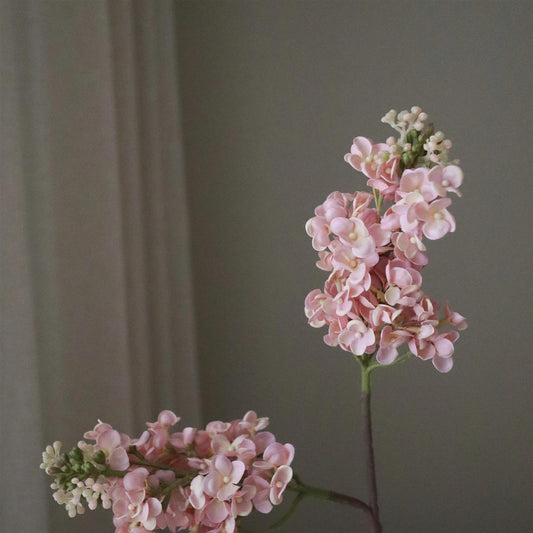 Light pink lilac flower