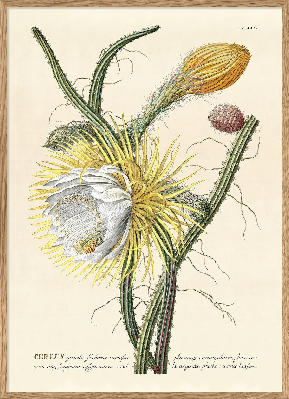 Cerevs Graccilis Scandens Ramofus