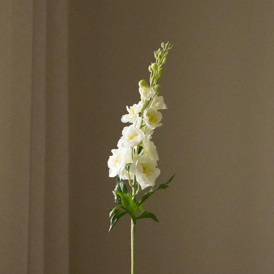 White Delphinium
