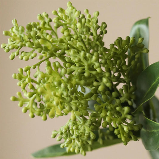 Green skimmia berry branch