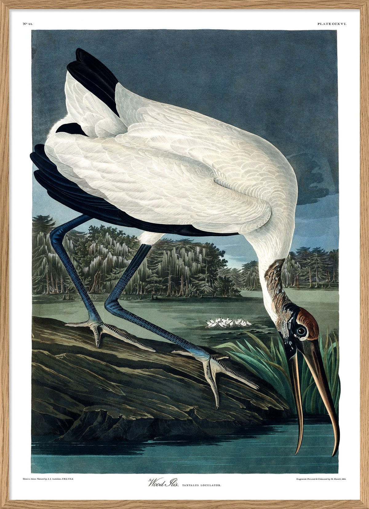 Wood Ibis - 70x100 eikeramme
