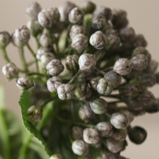 Light blue hydrangea berry branch