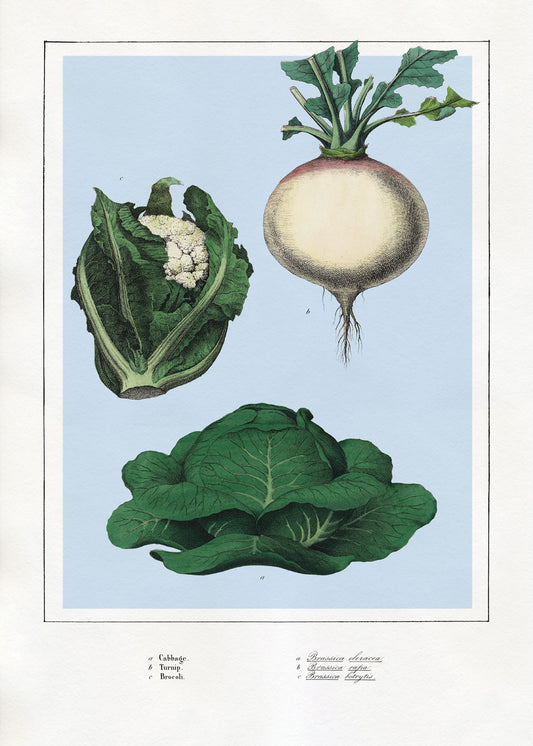 Cabbage, Turnip & Broccoli
