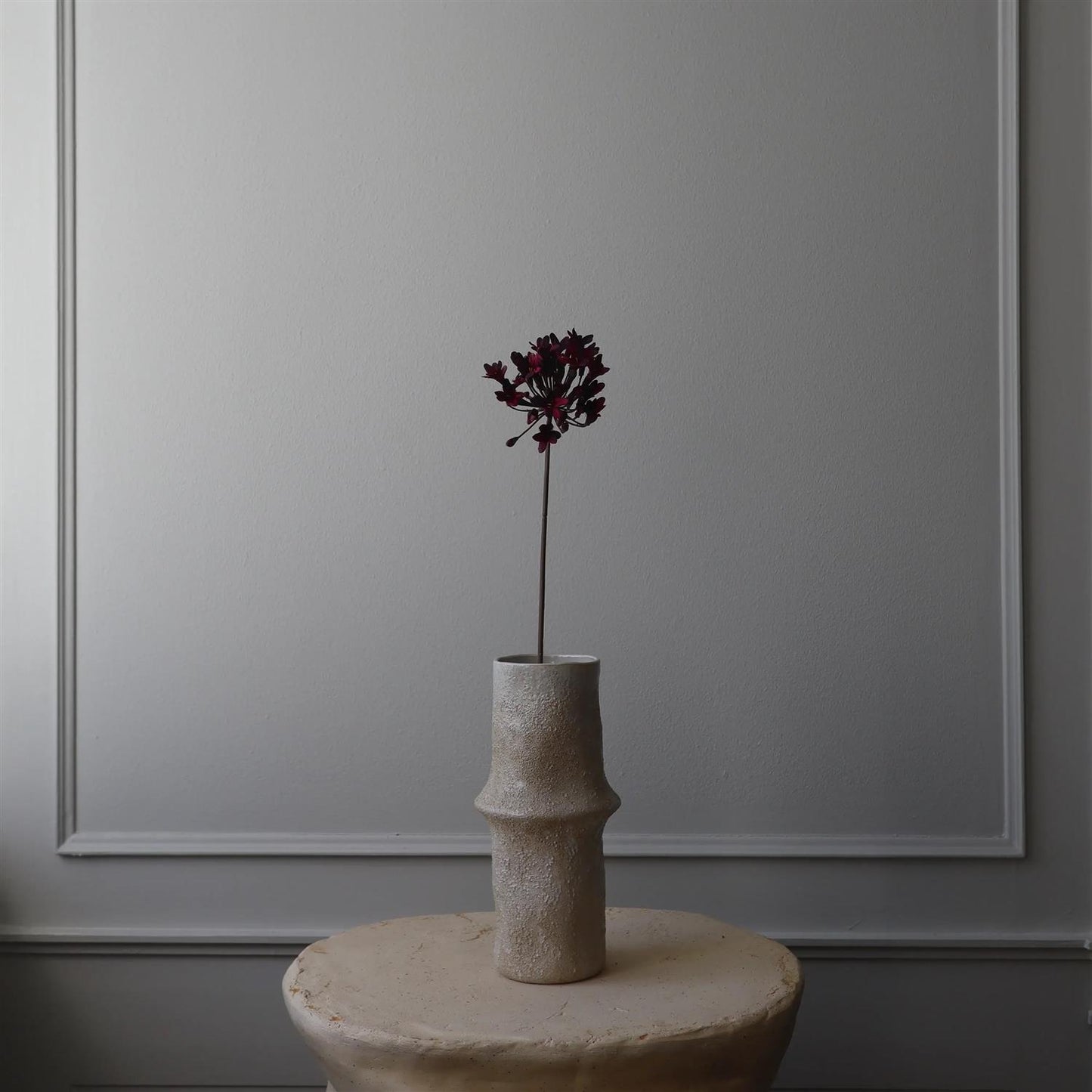 Dark red Agapanthus flower