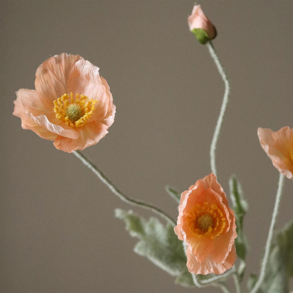 Coral Poppy flower