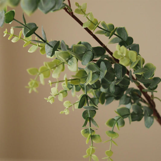 Parvifolia "Gunni" Eucalyptus stem