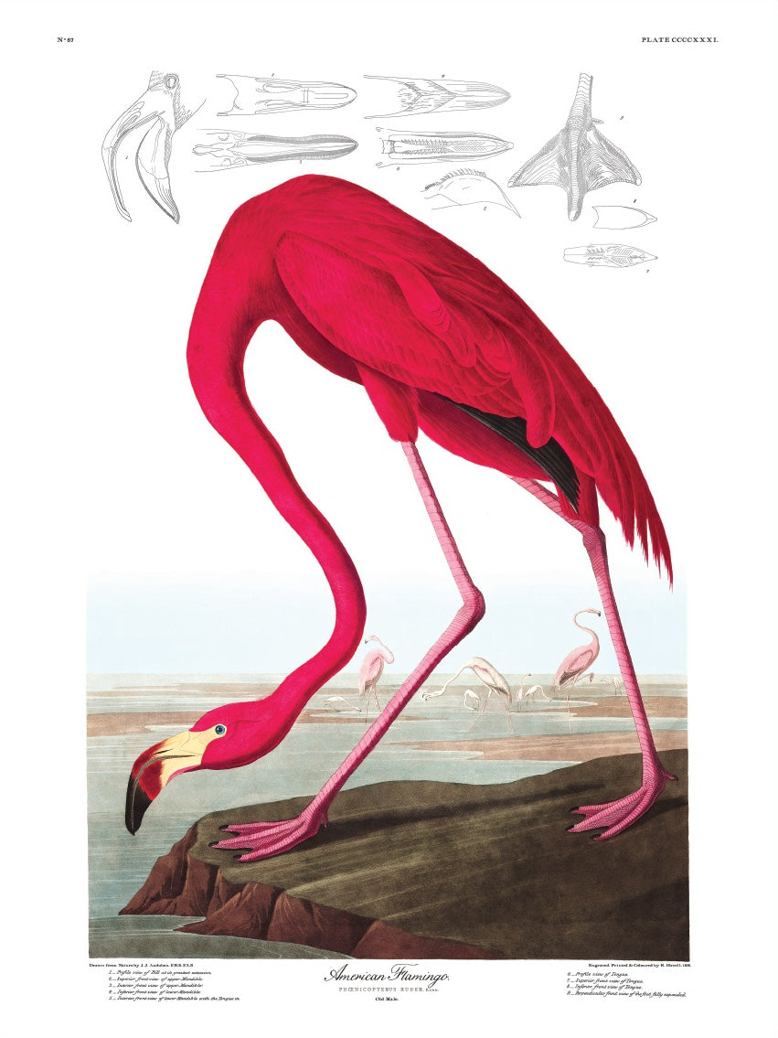 American Flamingo