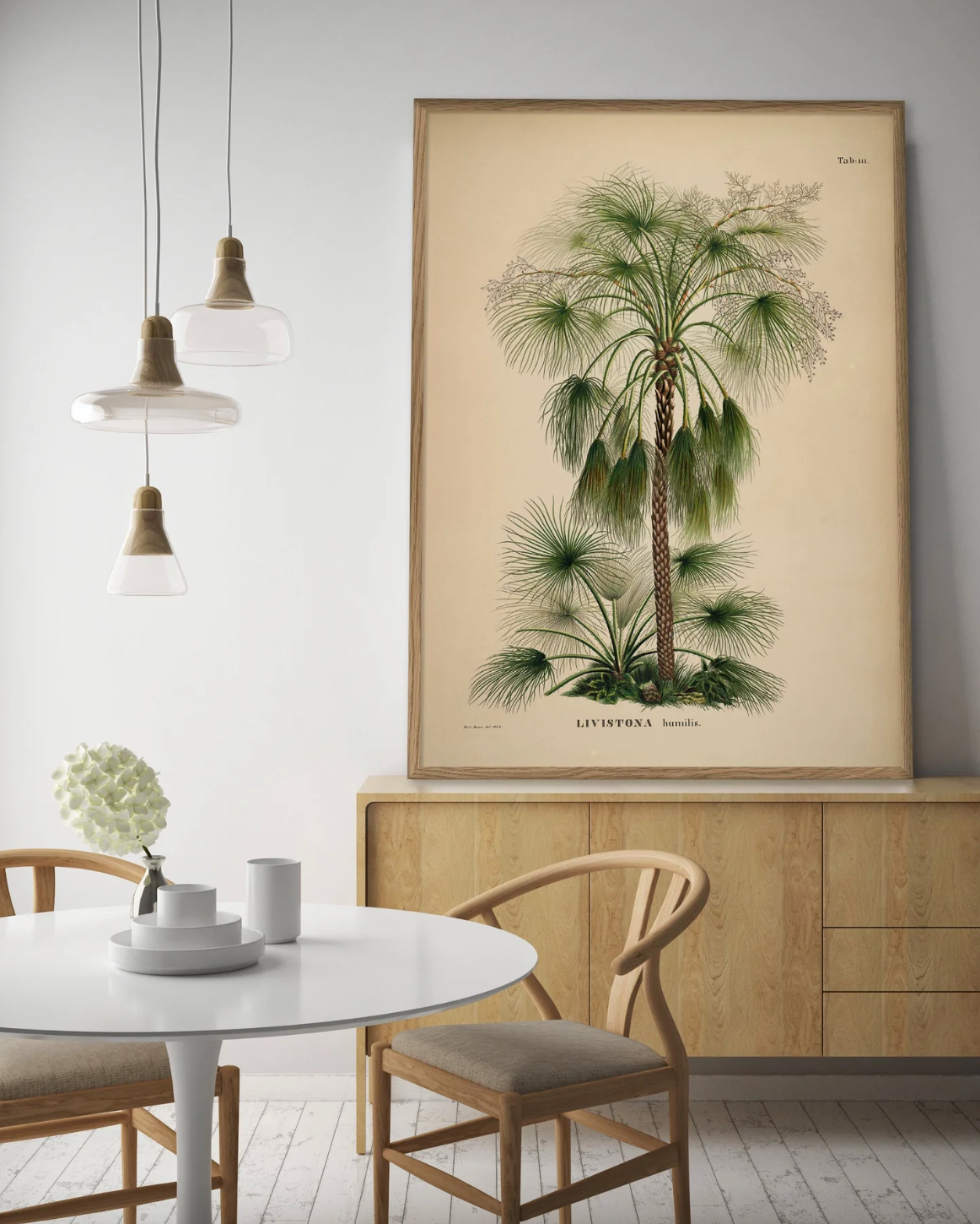 Livistona Humilis - 50x70 eikeramme
