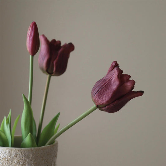 Purple triumph tulip 5stk