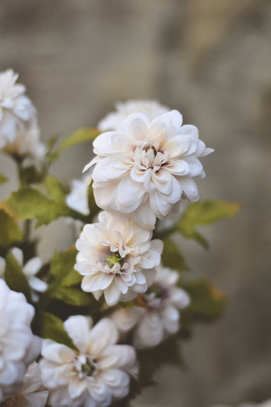 Dahlia pompom bukett 65 cm