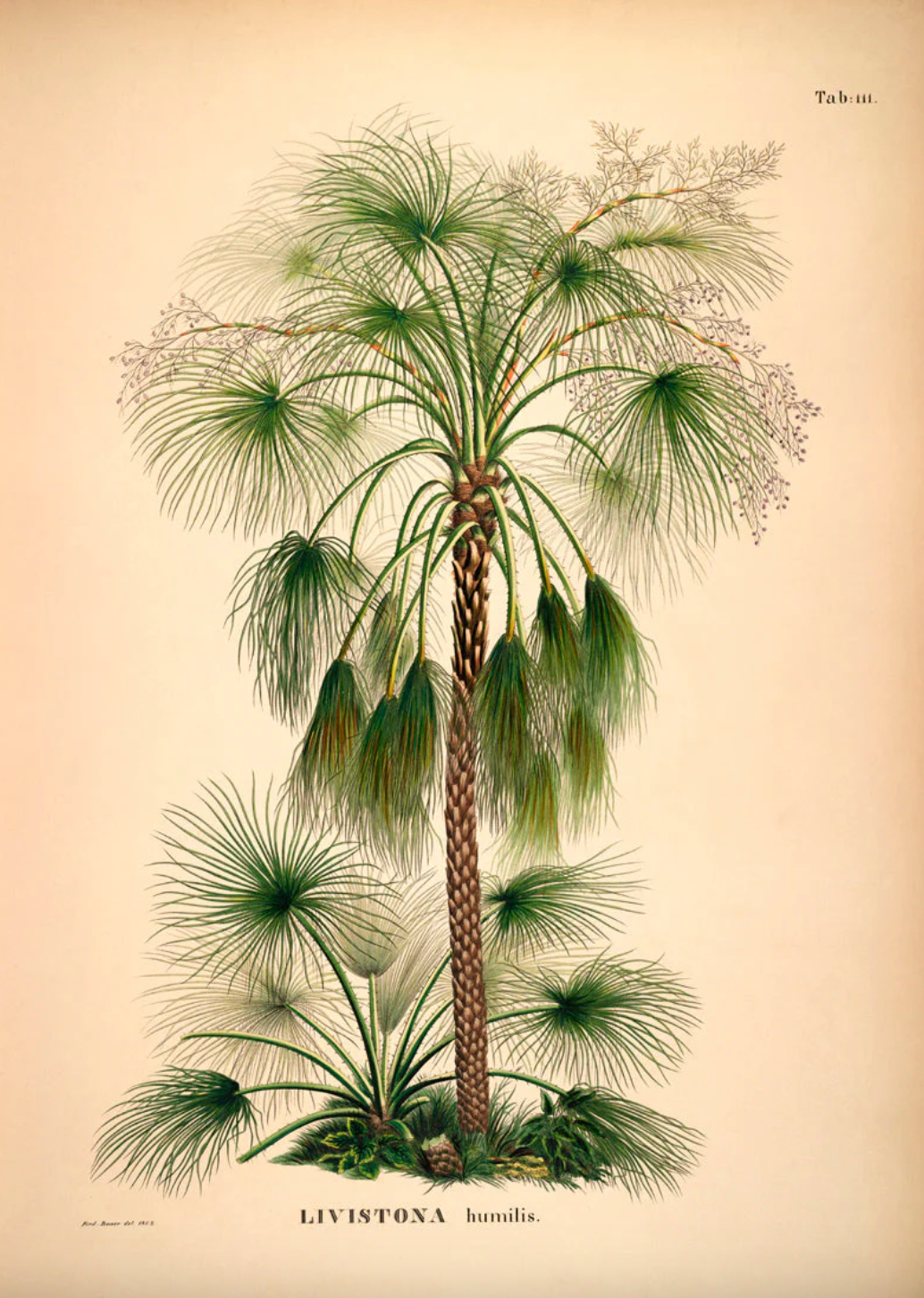 Livistona Humilis - 50x70 eikeramme