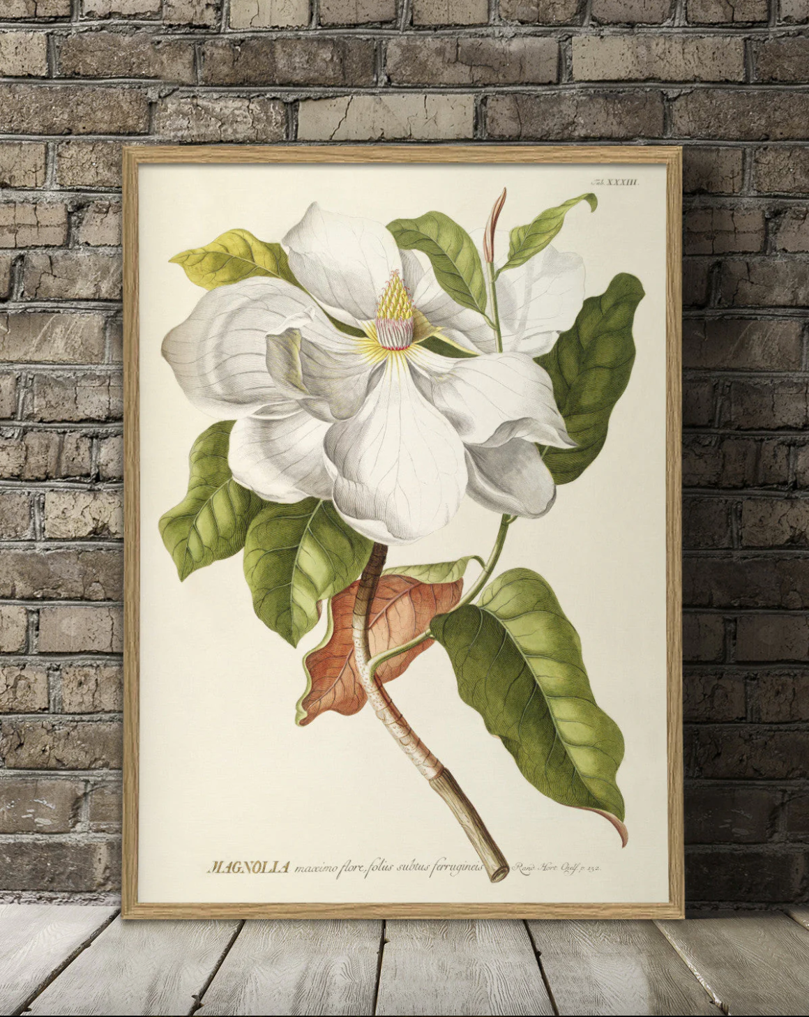 Magnolia