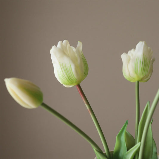 White triumph tulip 5stk