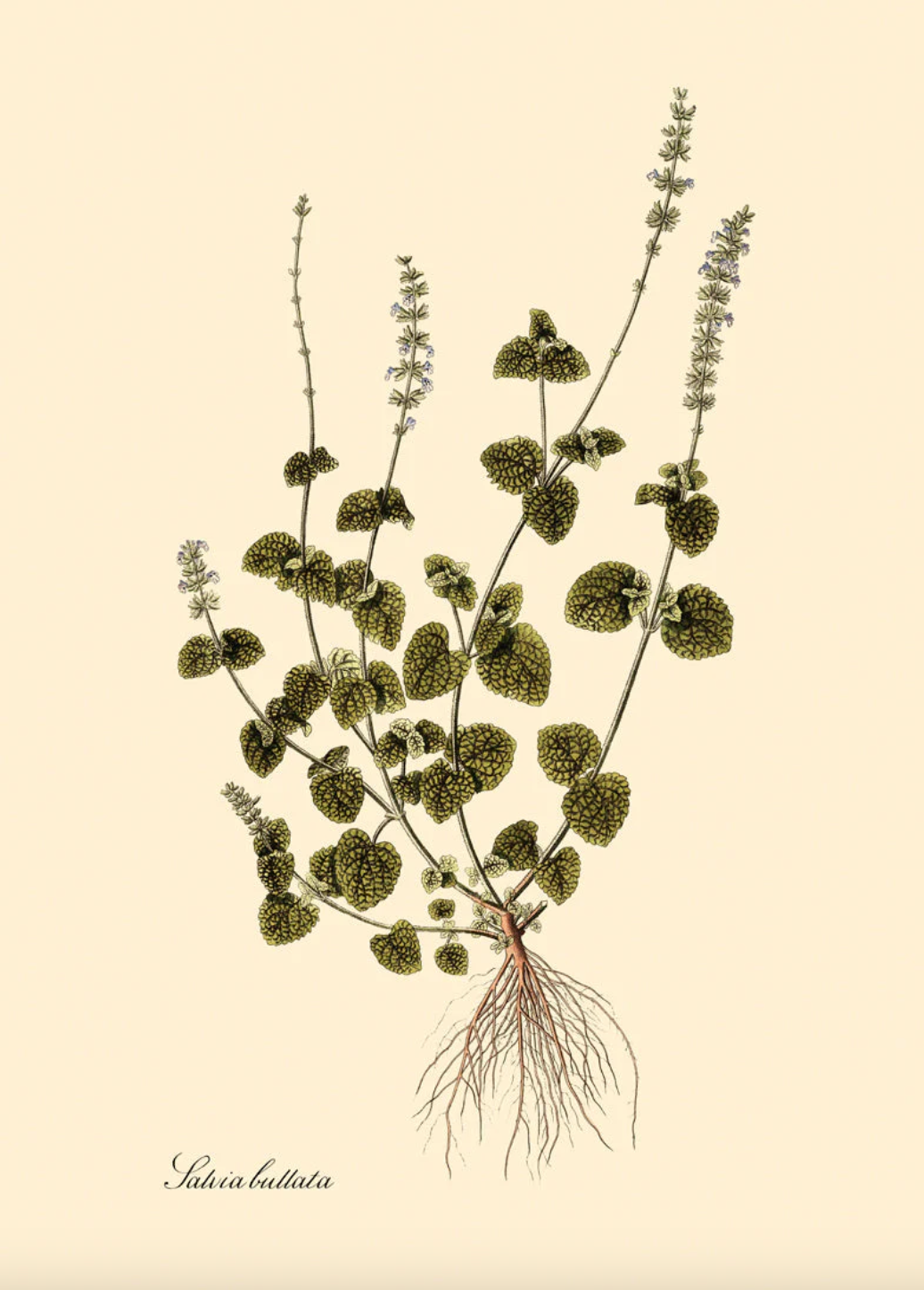 Salvia Bullata - 30x40 eikeramme