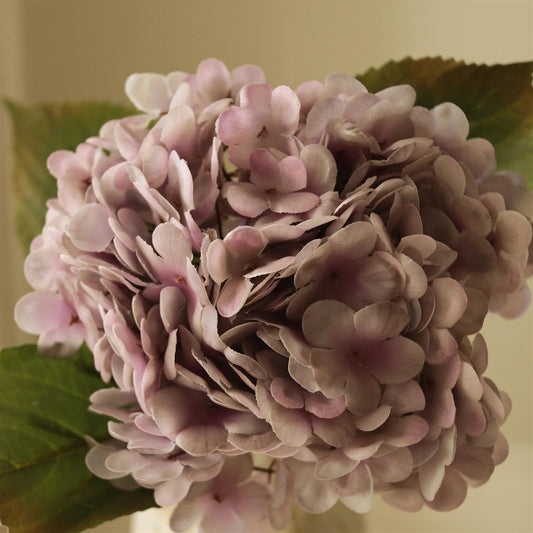 Light purple hydrangea flower