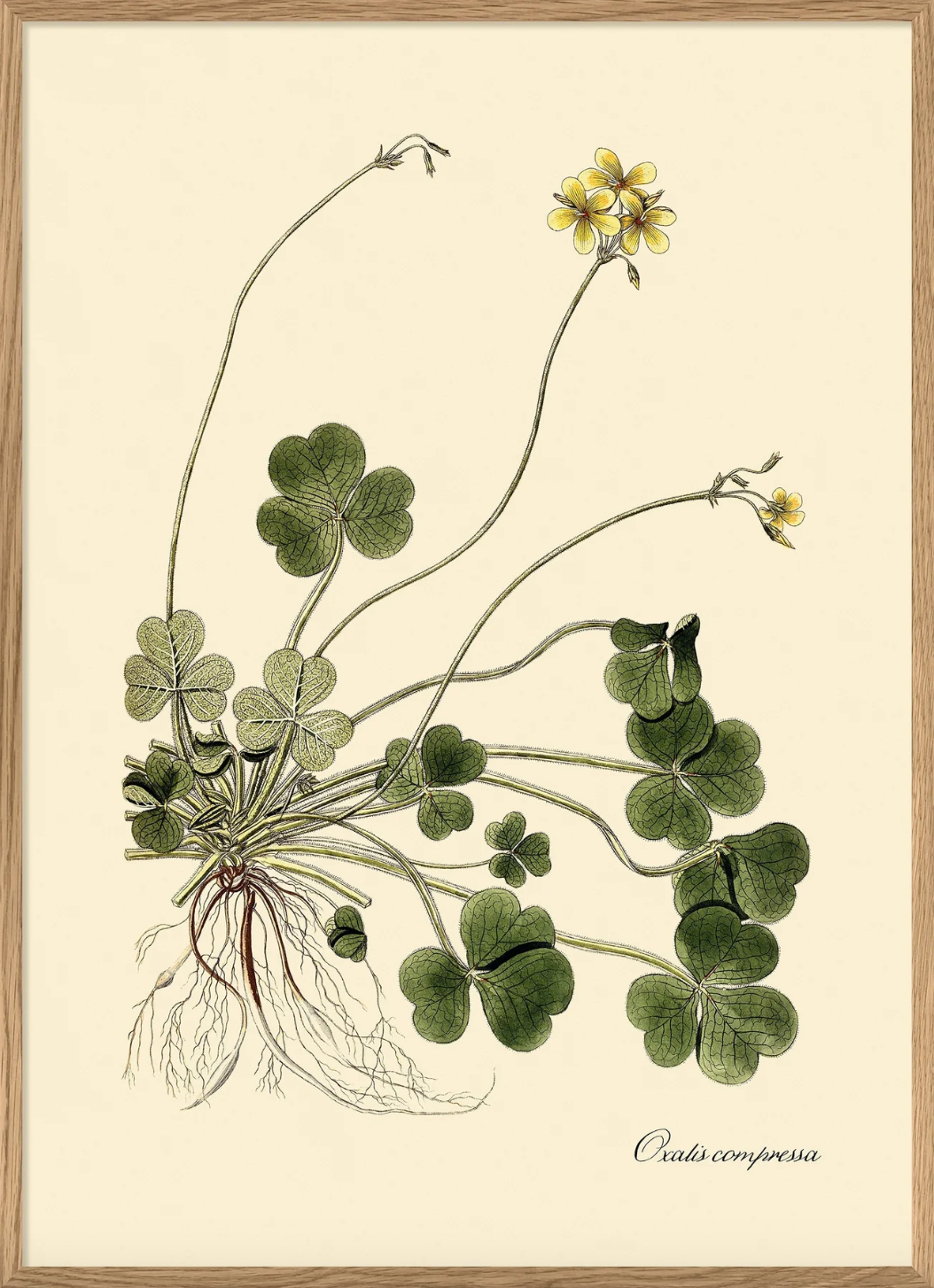 Oxalis Compressa - 50x70 eikeramme