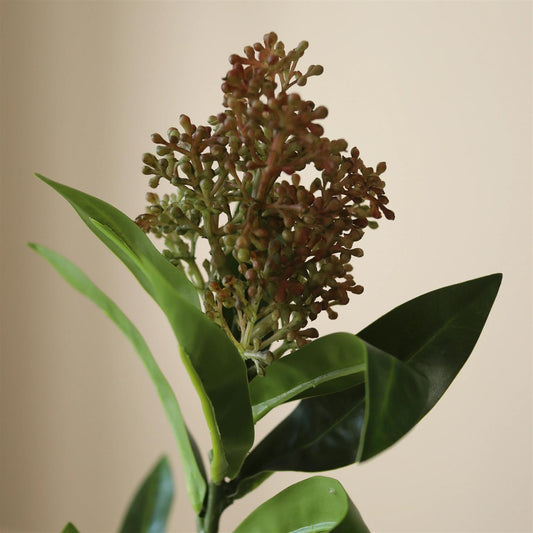 Rose skimmia berry branch
