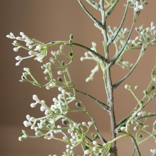 White Rosehip Corallo