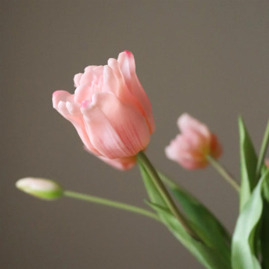 Light pink triumph tulip 5stk