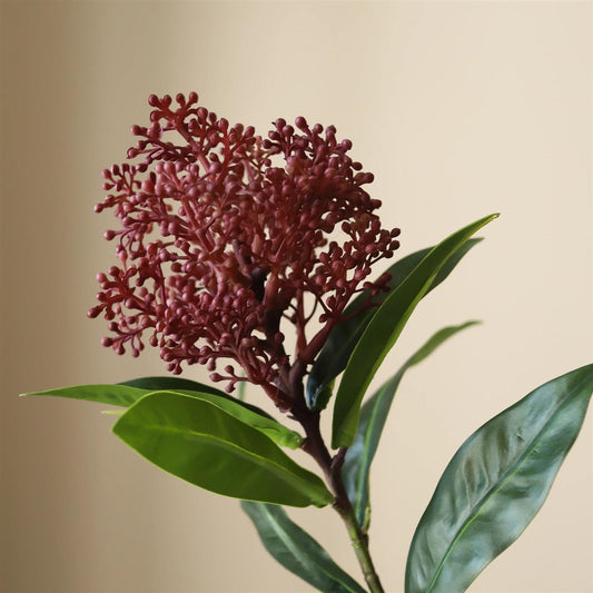 Purple skimmia berry branch