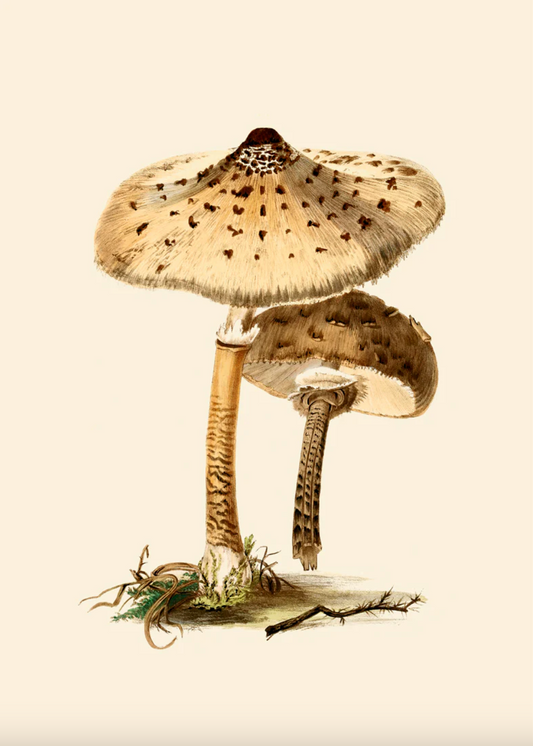 Fungi - 50x70 eikeramme