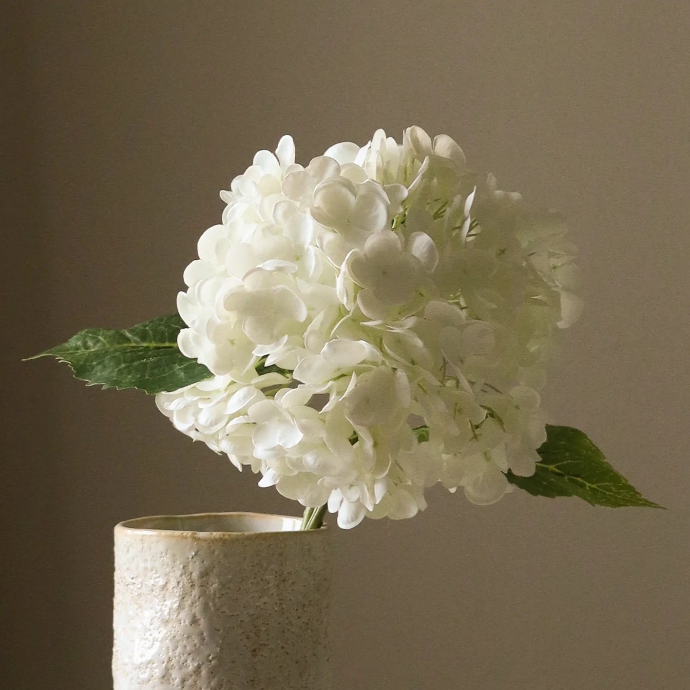 White hydrangea flower