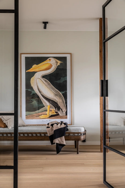 American White Pelican