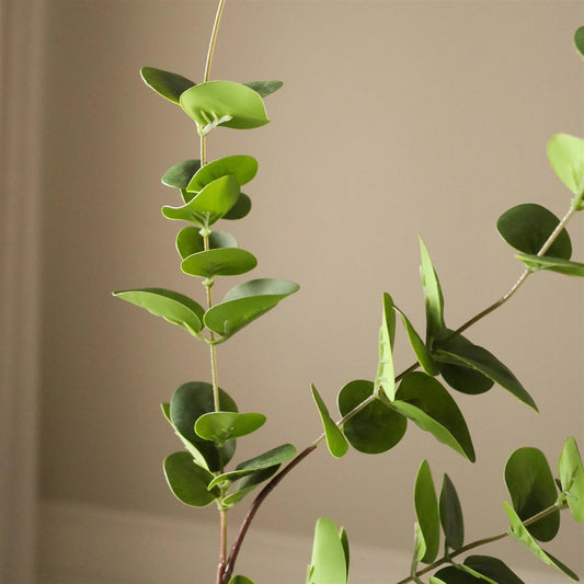 Green Eucalyptus Three leaves