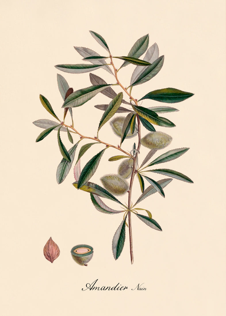 Amandier - 30x40 eikeramme