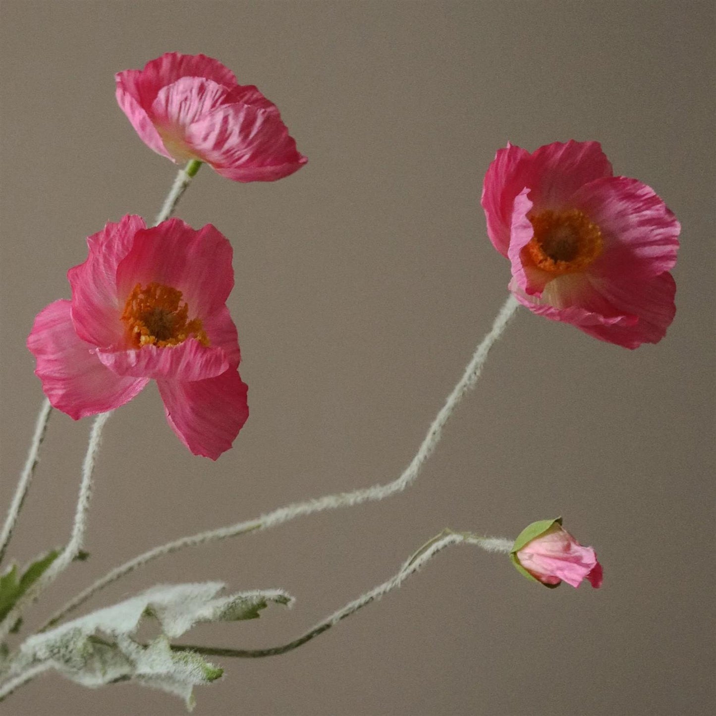 Pink Poppy flower