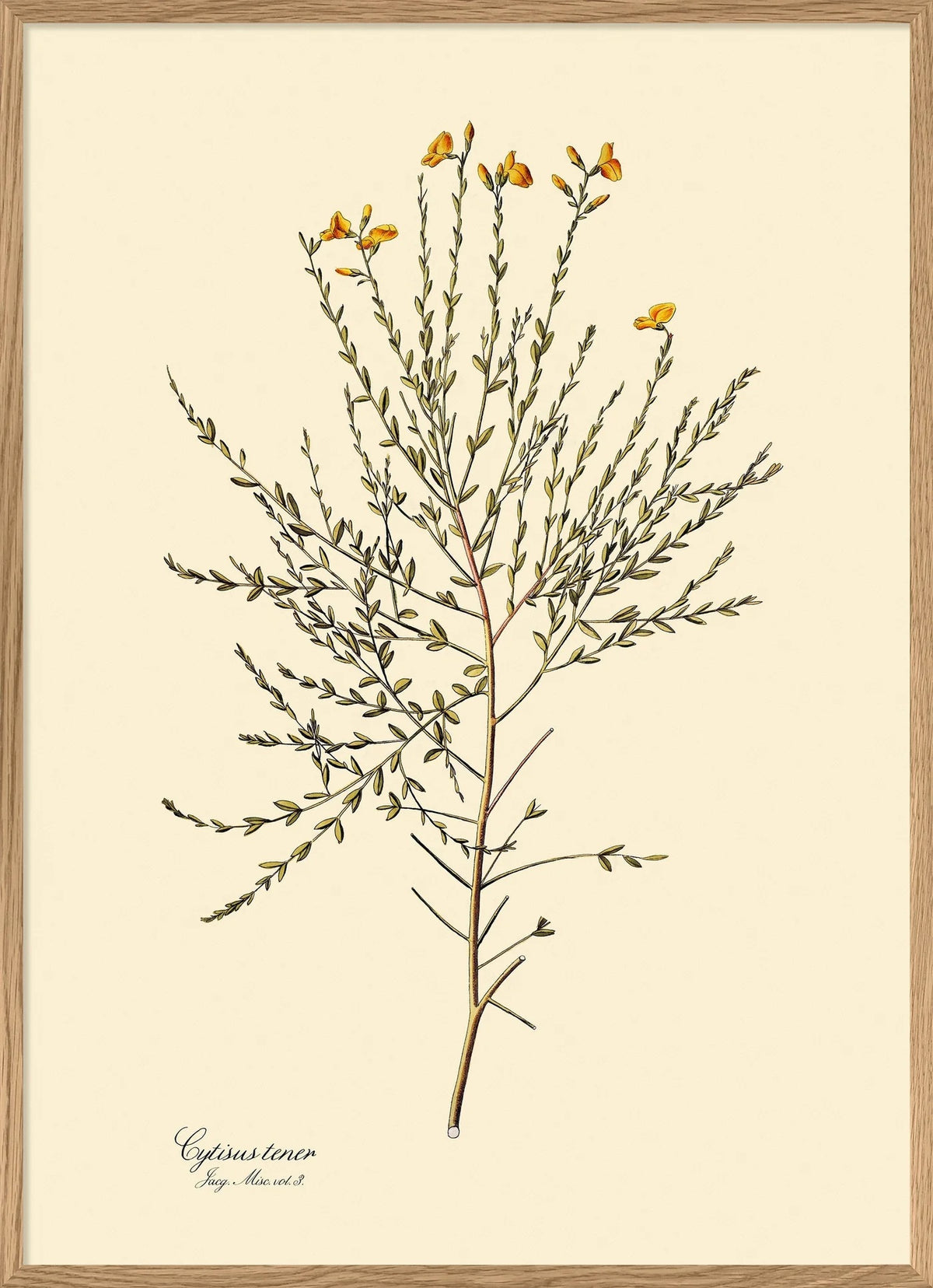 Cytisus Tener 30x40, eikeramme