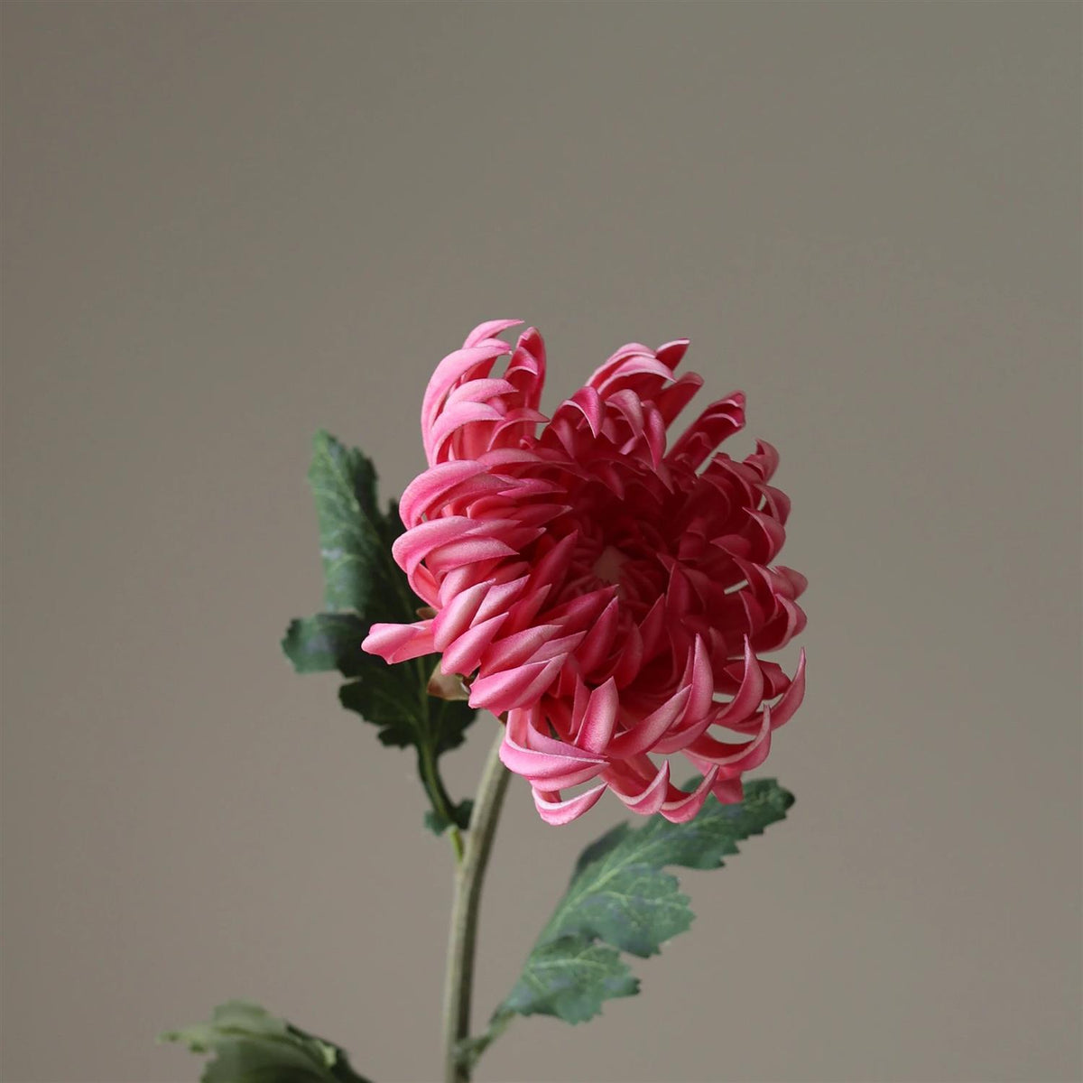 Pink semi-cactus Dahlia Flower
