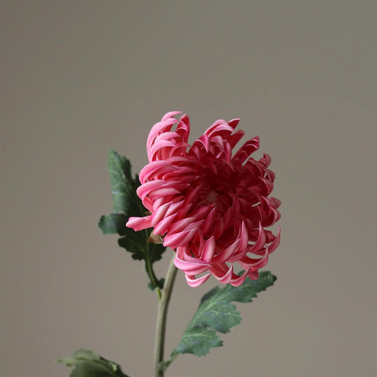 Pink semi-cactus Dahlia Flower