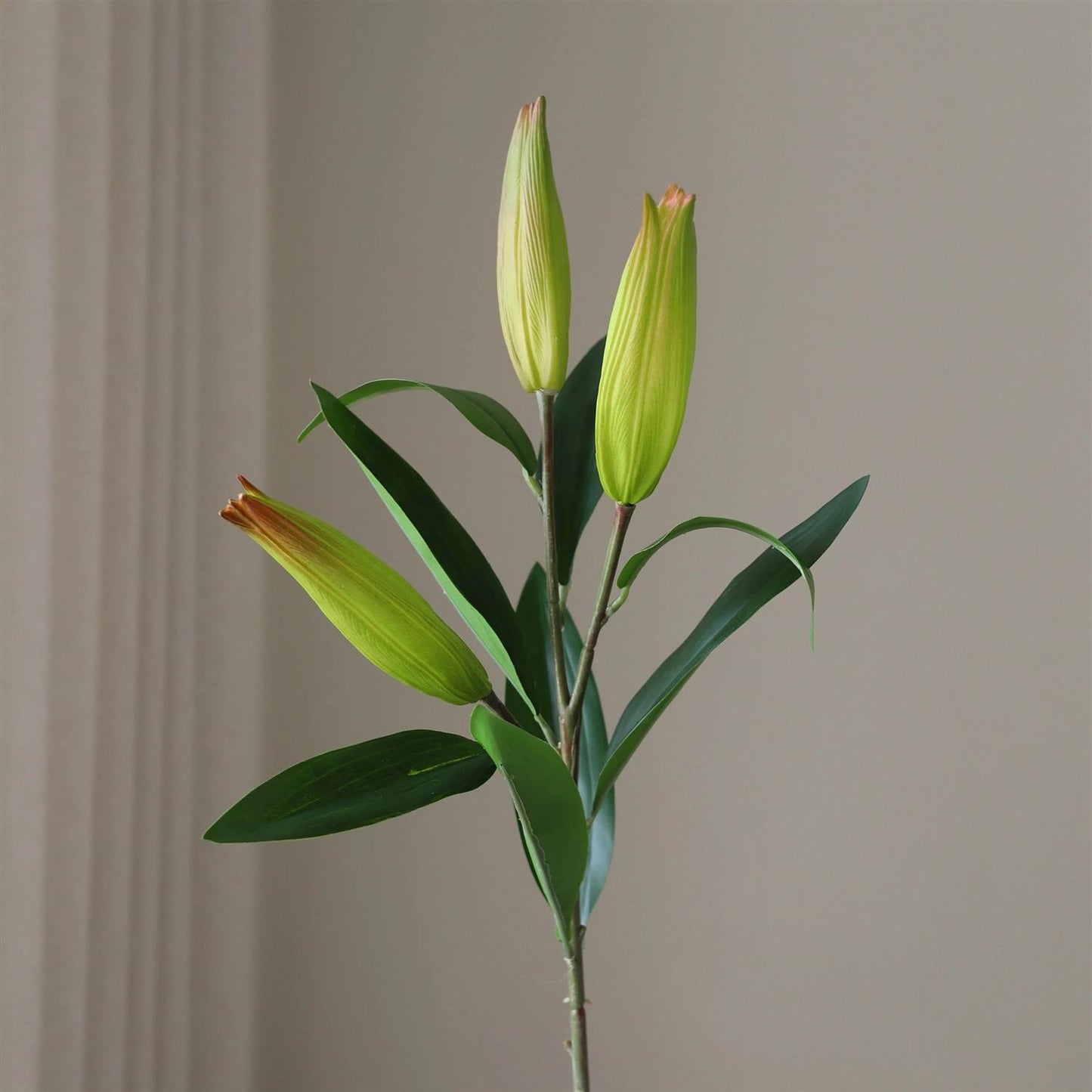 Unopened Lily flower bud