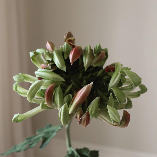 Green Chrystanthemum Flower