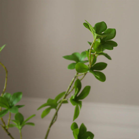 Green Enkianthus Perulatus leaves