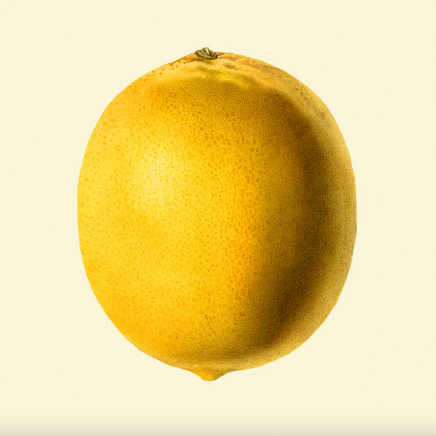 Lemon Closed, eikeramme